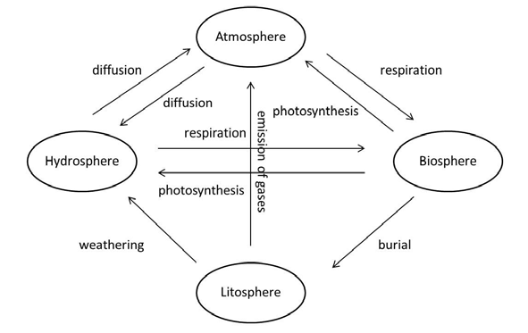 Steps In Carbon Cycle