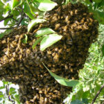 Importance of Bees