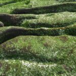 importance of algae